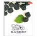 Тетрадь общая, 48 листов, Berries, линия (белые листы)